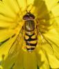 Syrphus vitripennis